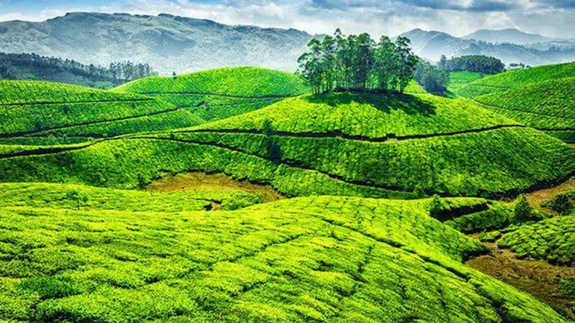 Top 10 Resort In Munnar