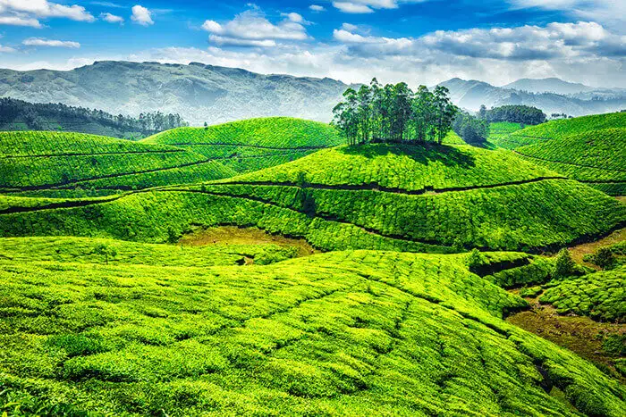 Honeymoon-resorts-in-Munnar