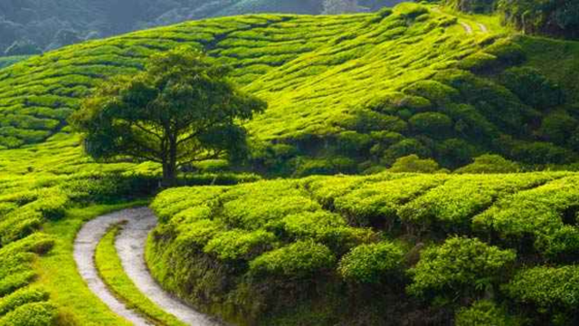The Best Time to Visit Munnar
